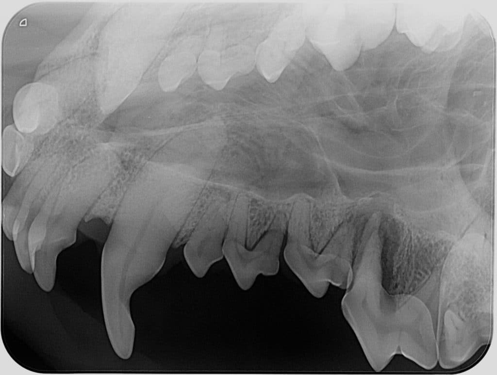 Pet Dental X-Ray Uckfield, East Sussex